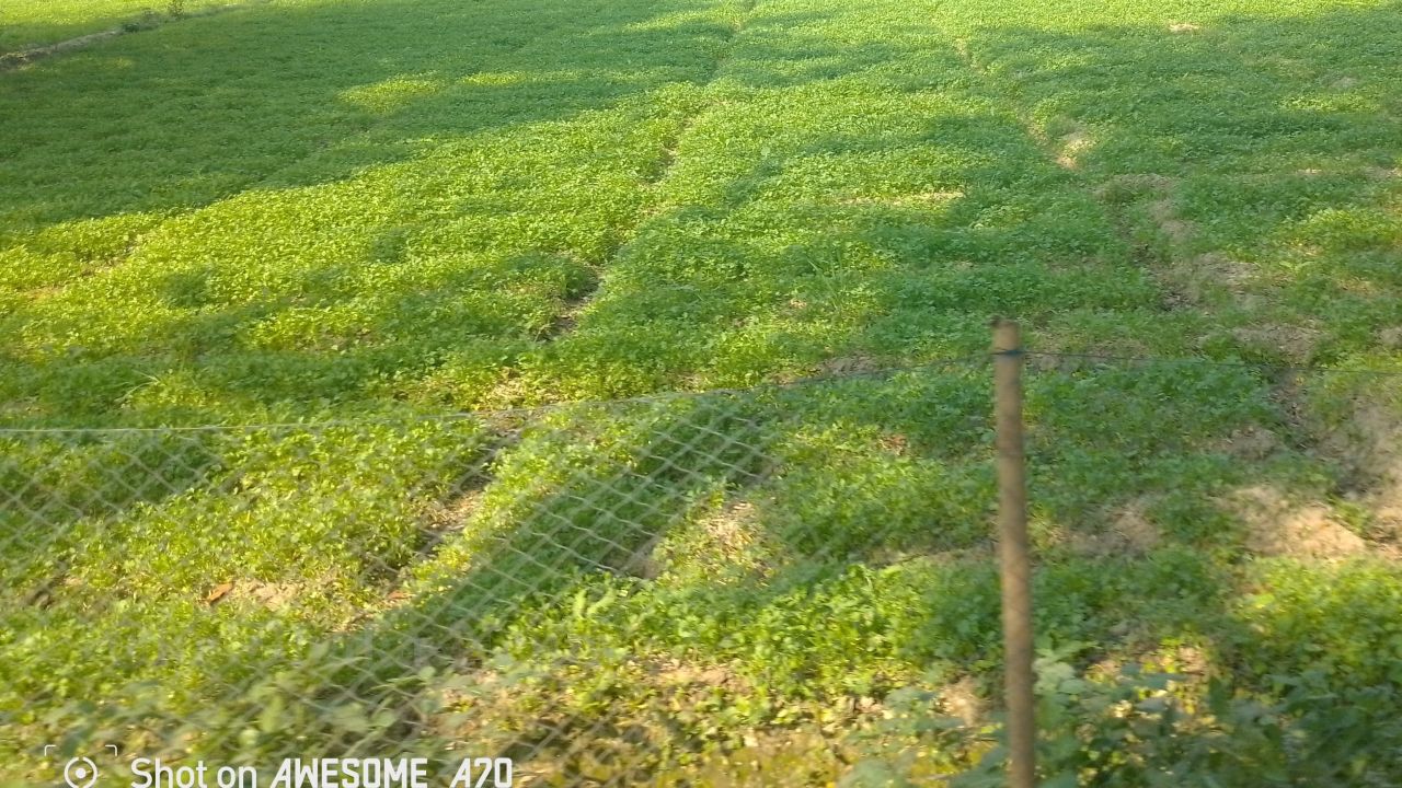 Golden Dreams in Green Coriander: Successful Farmer Yusuf of Mehar Village