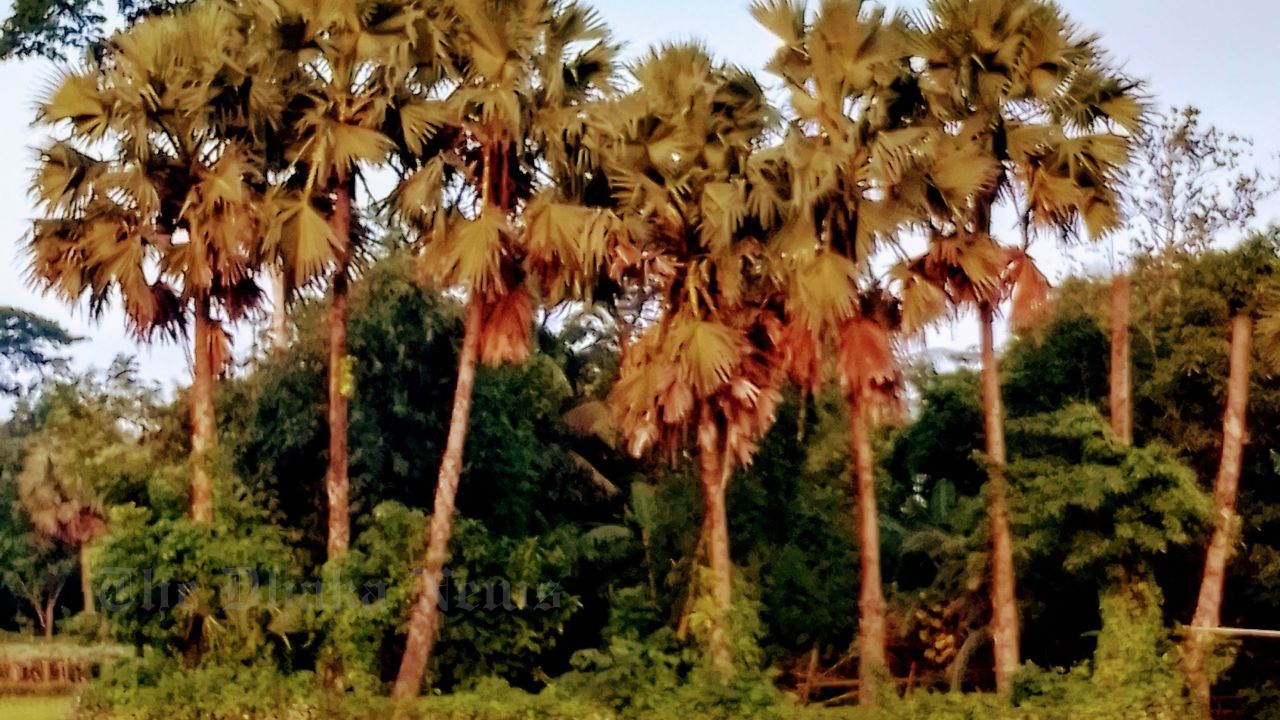 Traditional Palmyra Palm Trees Disappearing in Chandina; Environmentalists Concerned