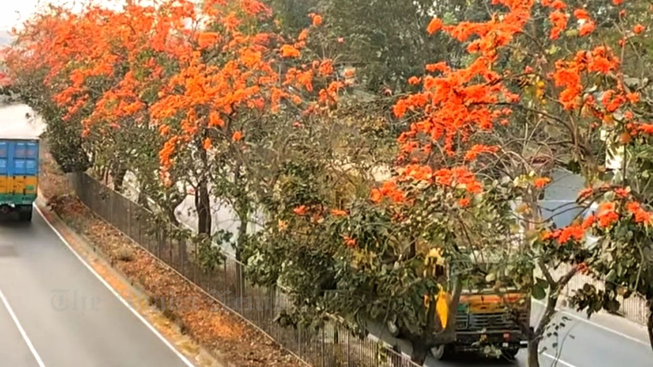 Dhaka–Chattogram Highway Aglow with the Colors of Spring: An Enchanted Forest Along the Asphalt