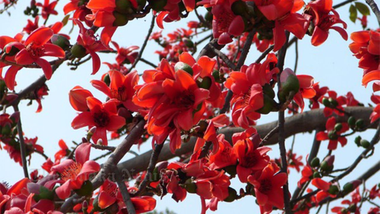 Nature of Chandina Draped in a Red Carpet of Palash Blossom
