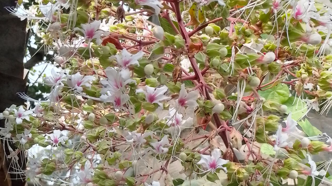 Bhat Flowers Spreading the Message of Spring Along the Roadsides of Chandina