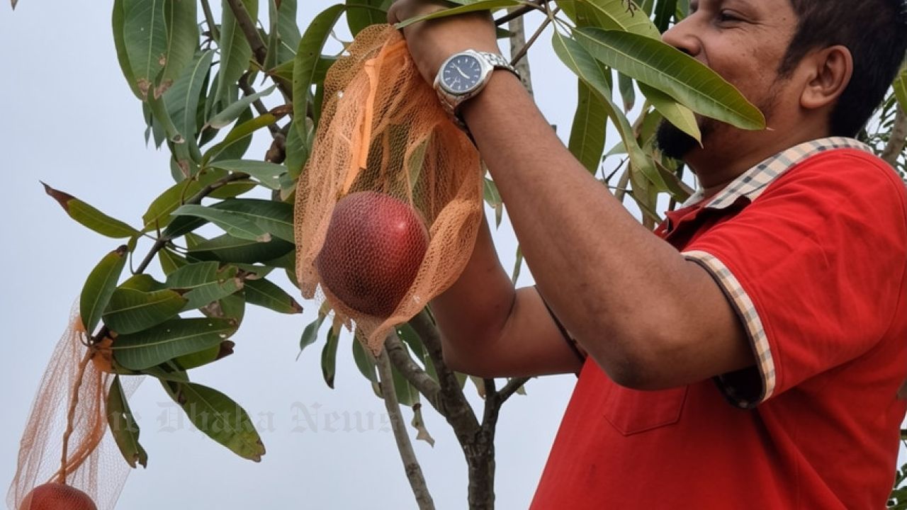 A Grand Gathering of Domestic and Exotic Fruits on the Rooftop Garden of Chandina Sub-Registry Jame Mosque