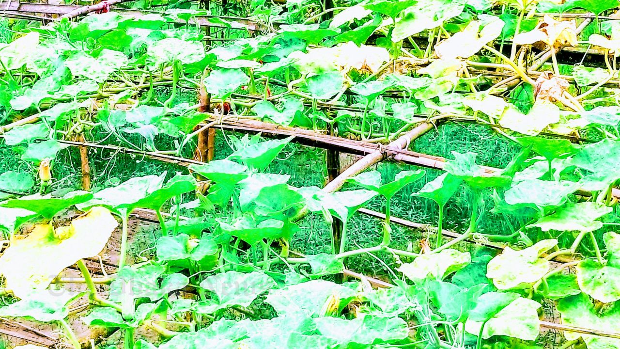 Bumper yield of sweet pumpkins in Chandina, Comilla
