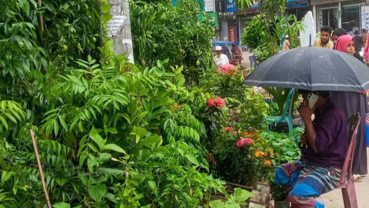 Chandina's bustling tree seedlings market during monsoon, a festival of life in nature