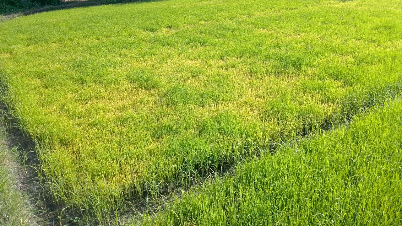 Yellowing Seedlings Leave Chandina Farmers Worried After Heavy Rains