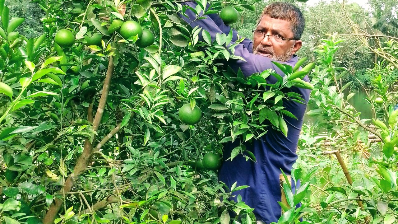 Abundant Collection of Local and Foreign Fruits in Chandina
