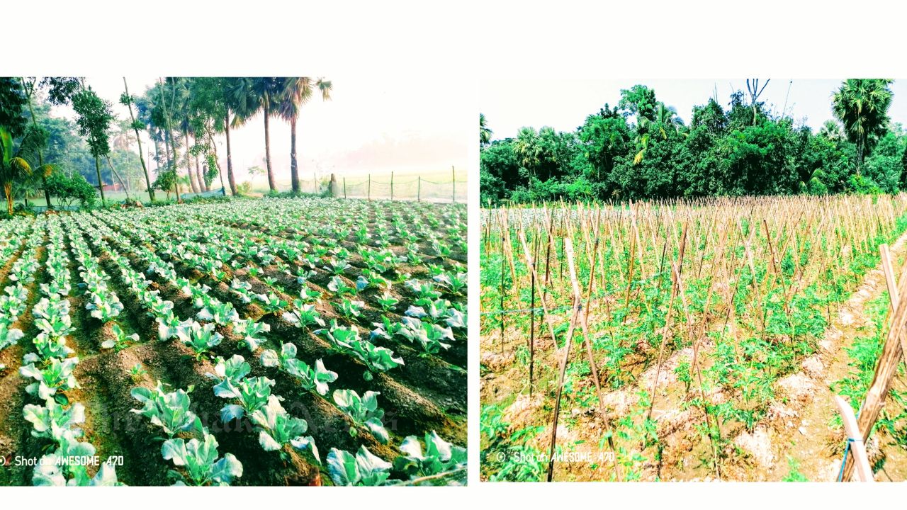 New Horizons for Cauliflower and Tomato Cultivation in Chandina